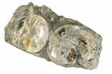 Wide Polished Ammonite & Nautilus Cluster - Madagascar #109235-2